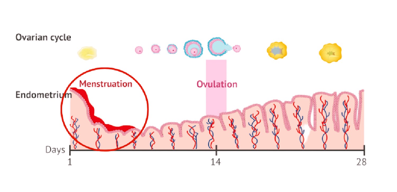 Menstruation Cycle